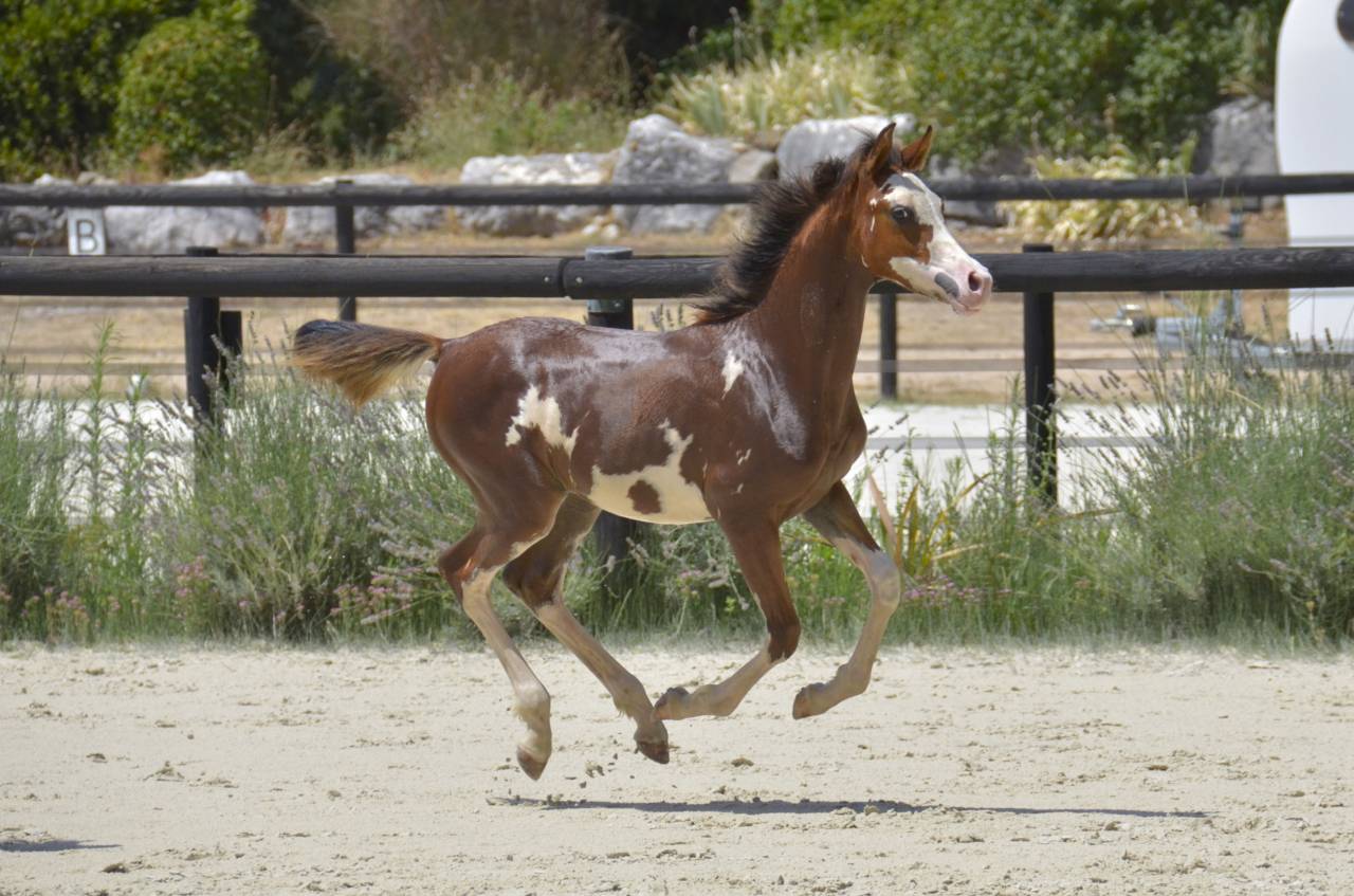 Filly Arabian Thoroughbred For sale 2026 Other color