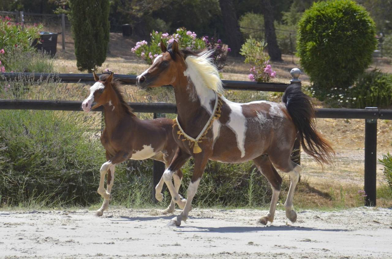 Filly Arabian Thoroughbred For sale 2026 Other color