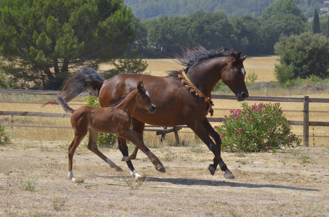 Mare Arabian Thoroughbred For sale 2013 Bay
