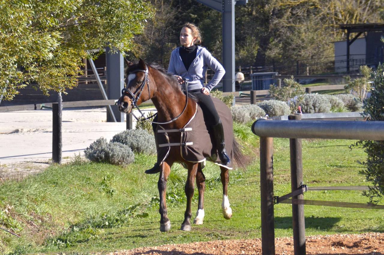 Mare Arabian Thoroughbred For sale 2013 Bay