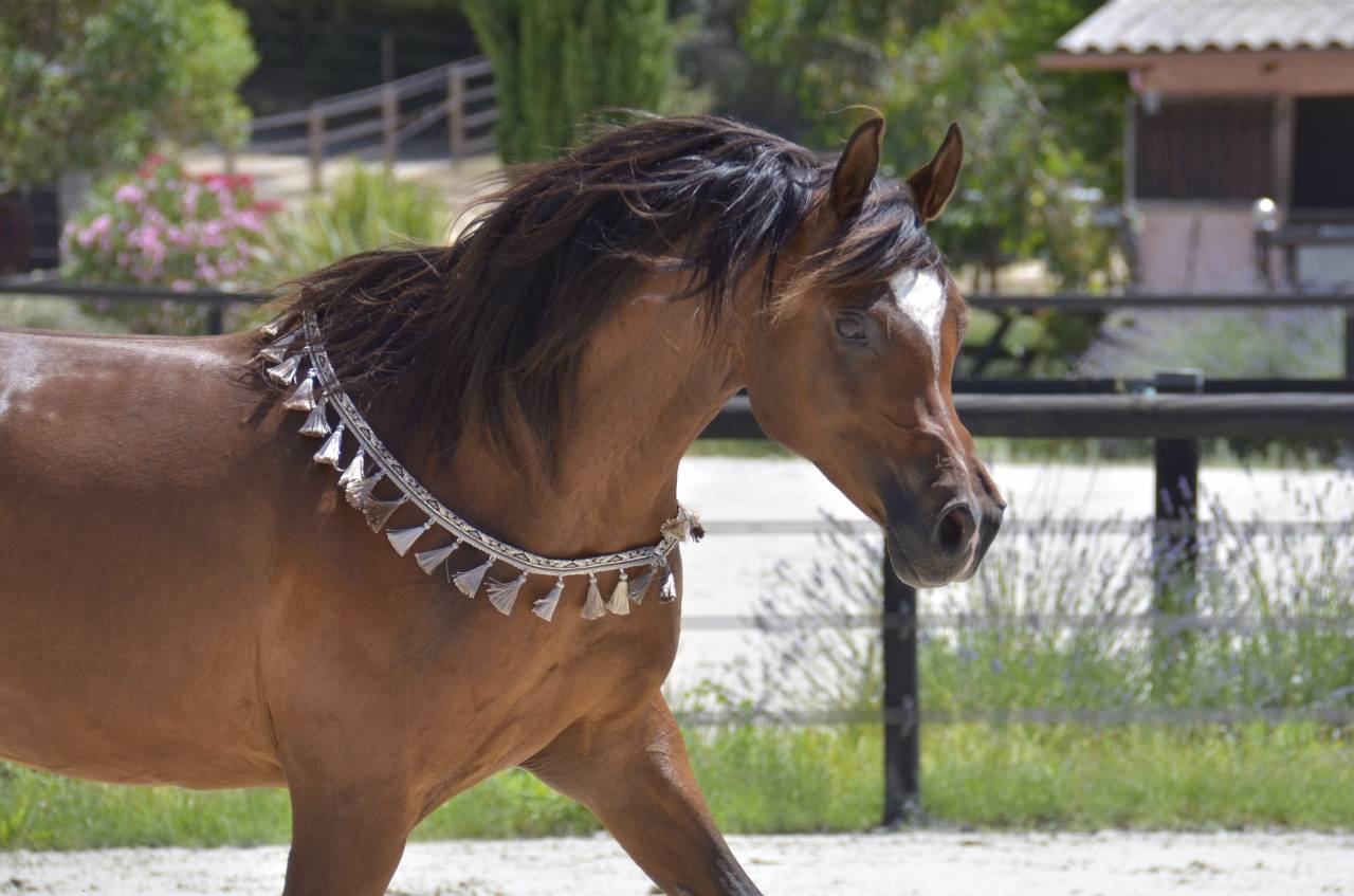 Mare Arabian Thoroughbred For sale 2013 Bay