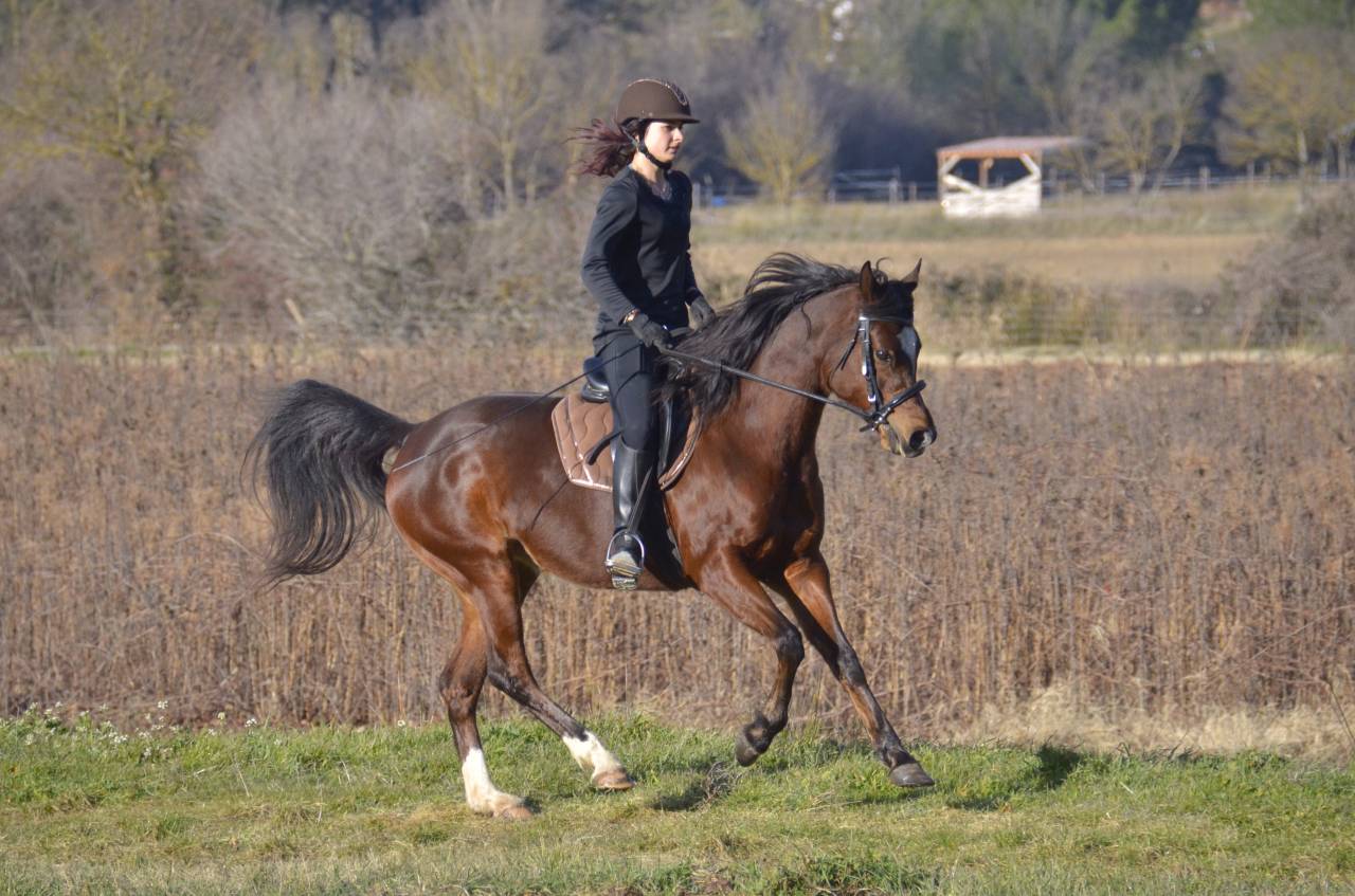 Mare Arabian Thoroughbred For sale 2013 Bay