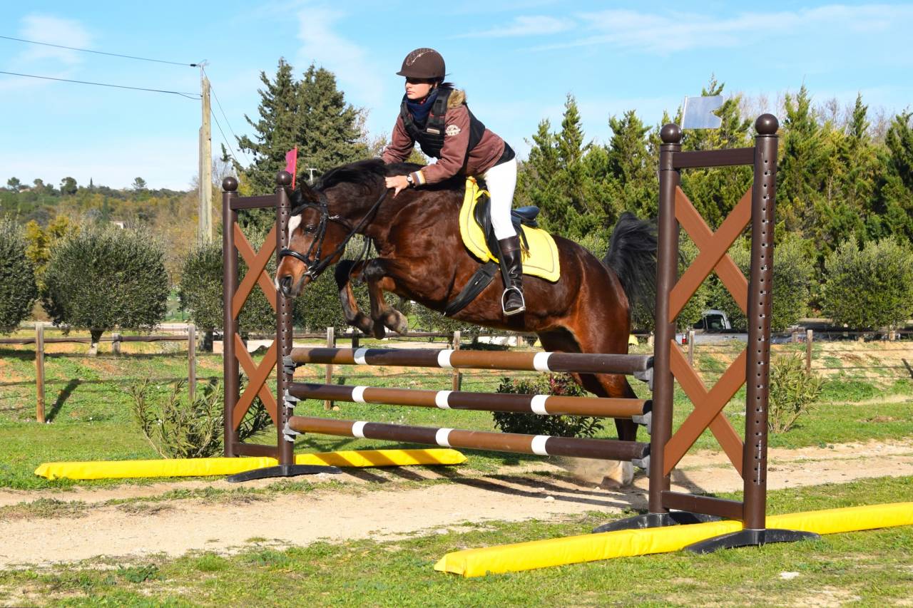 Mare Arabian Thoroughbred For sale 2013 Bay
