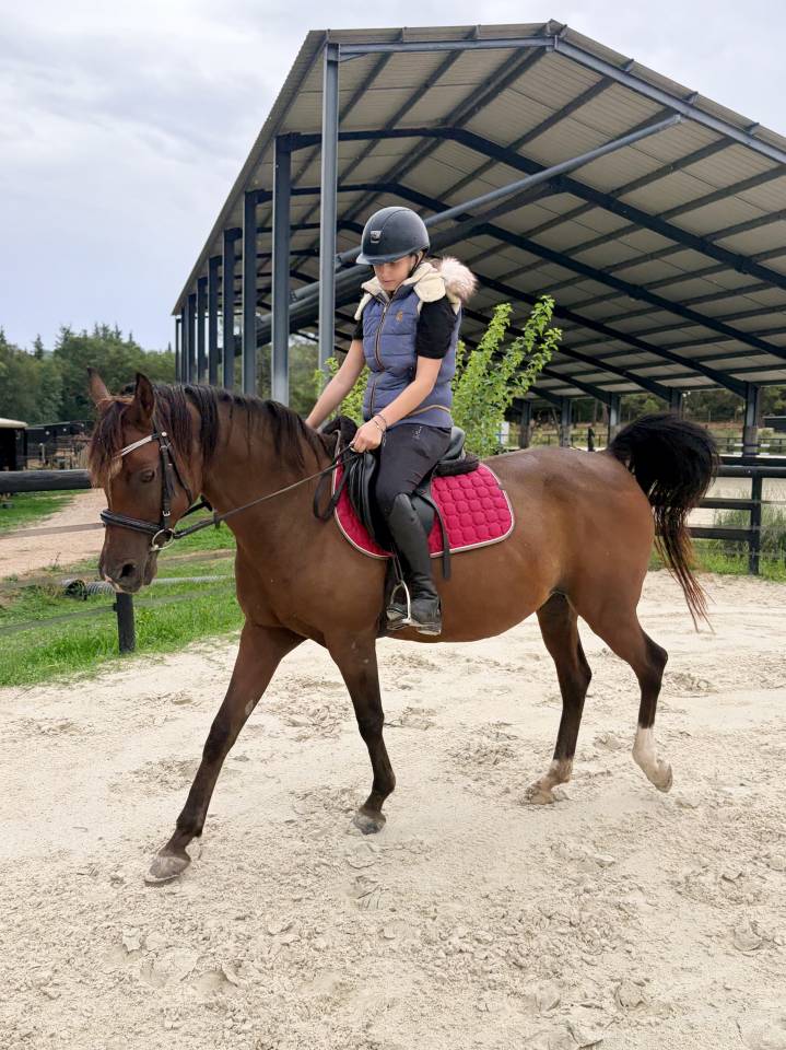 Mare Arabian Thoroughbred For sale 2013 Bay
