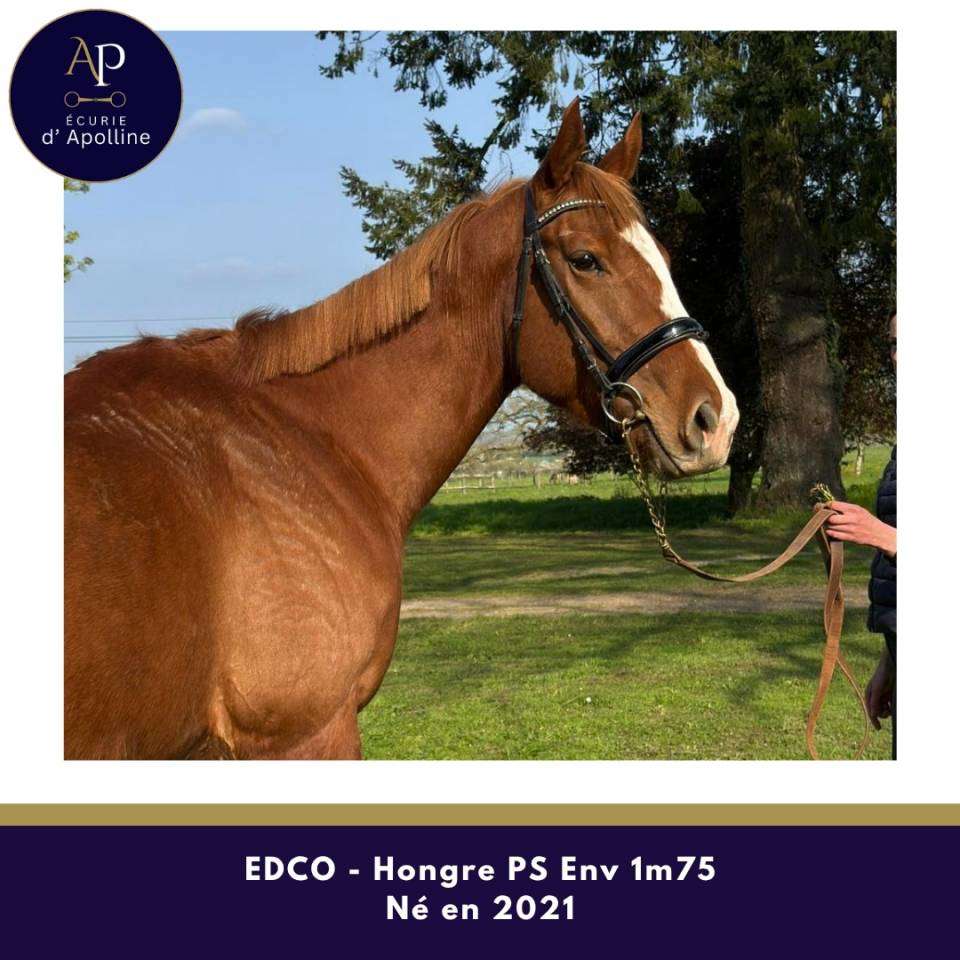 Gelding Thoroughbred For sale 2021 Chesnut