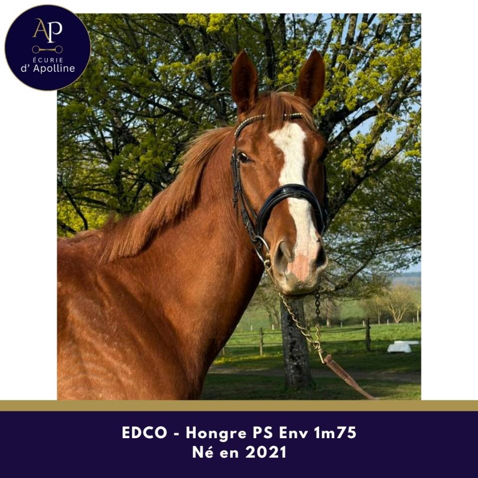 Gelding Thoroughbred For sale 2021 Chesnut