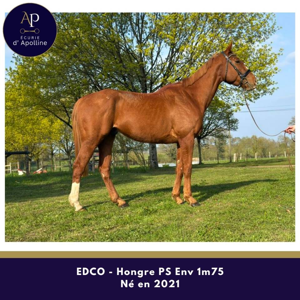 Gelding Thoroughbred For sale 2021 Chesnut