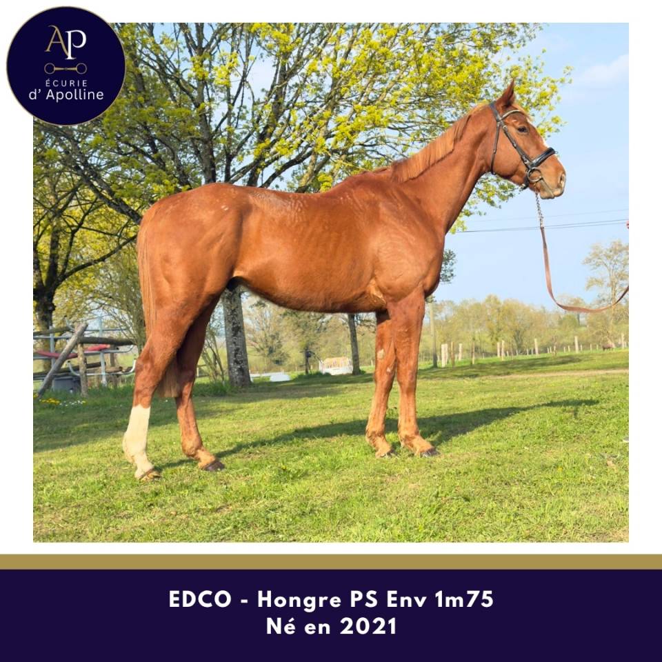 Gelding Thoroughbred For sale 2021 Chesnut