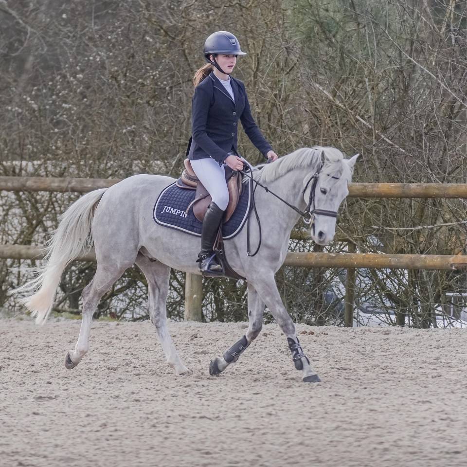 Gelding French Saddle Pony For sale 2014 Grey