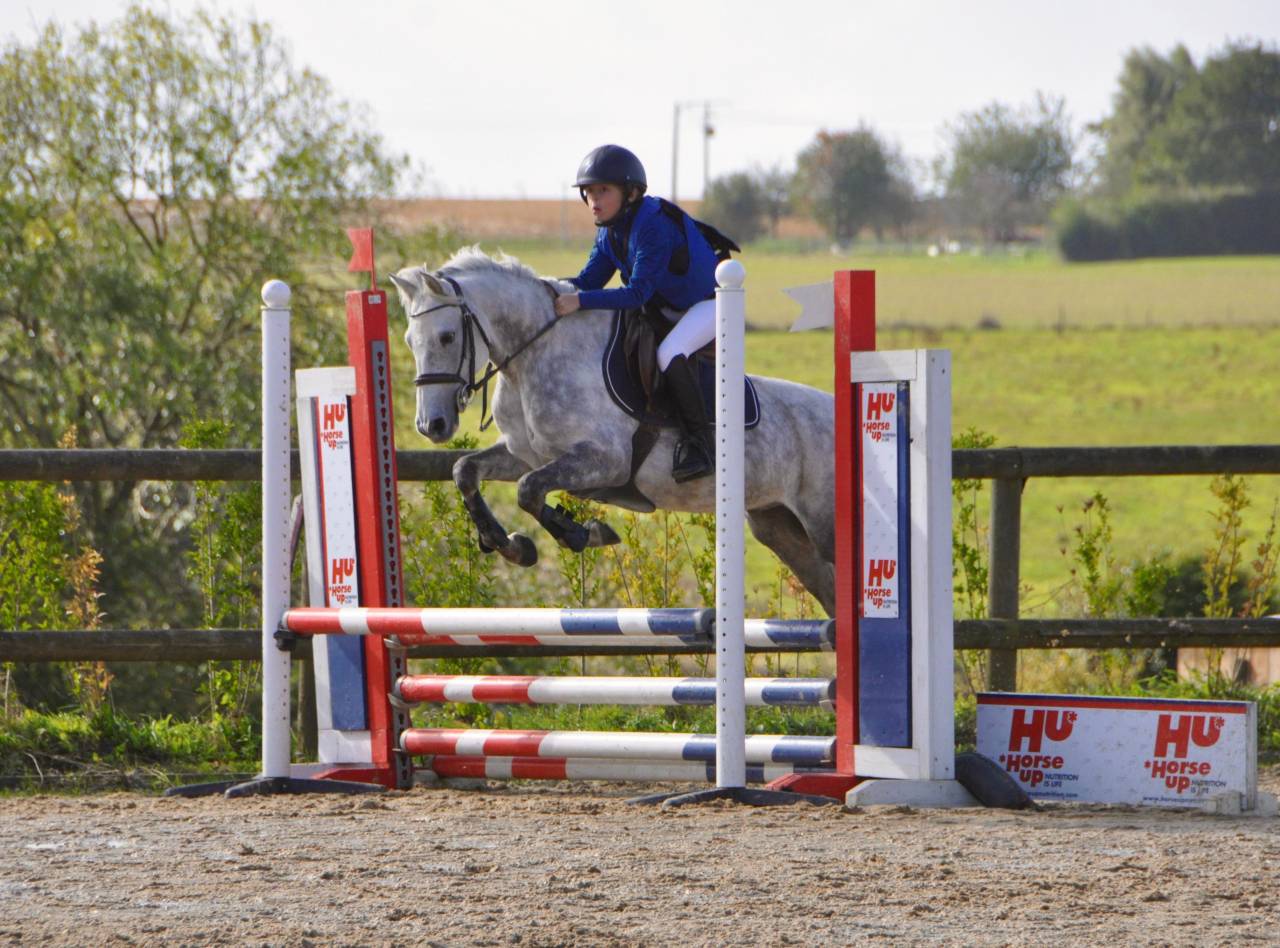 Gelding French Saddle Pony For sale 2014 Grey