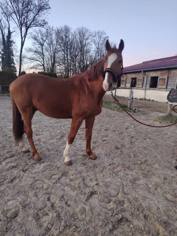 Gelding Selle Fran&ccedil;ais For sale 2016 Chesnut
