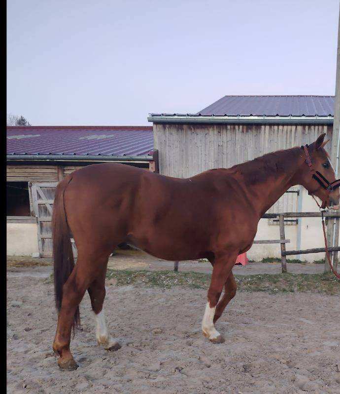 Gelding Selle Fran&ccedil;ais For sale 2016 Chesnut