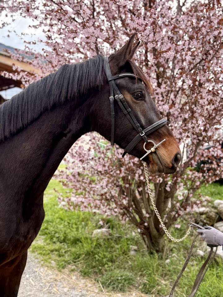 Gelding KWPN Dutch Warmblood For sale 2023 Dark Bay