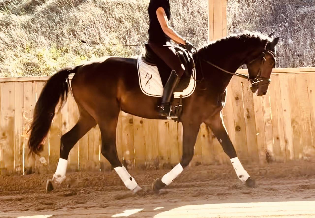 Gelding KWPN Dutch Warmblood For sale 2023 Dark Bay