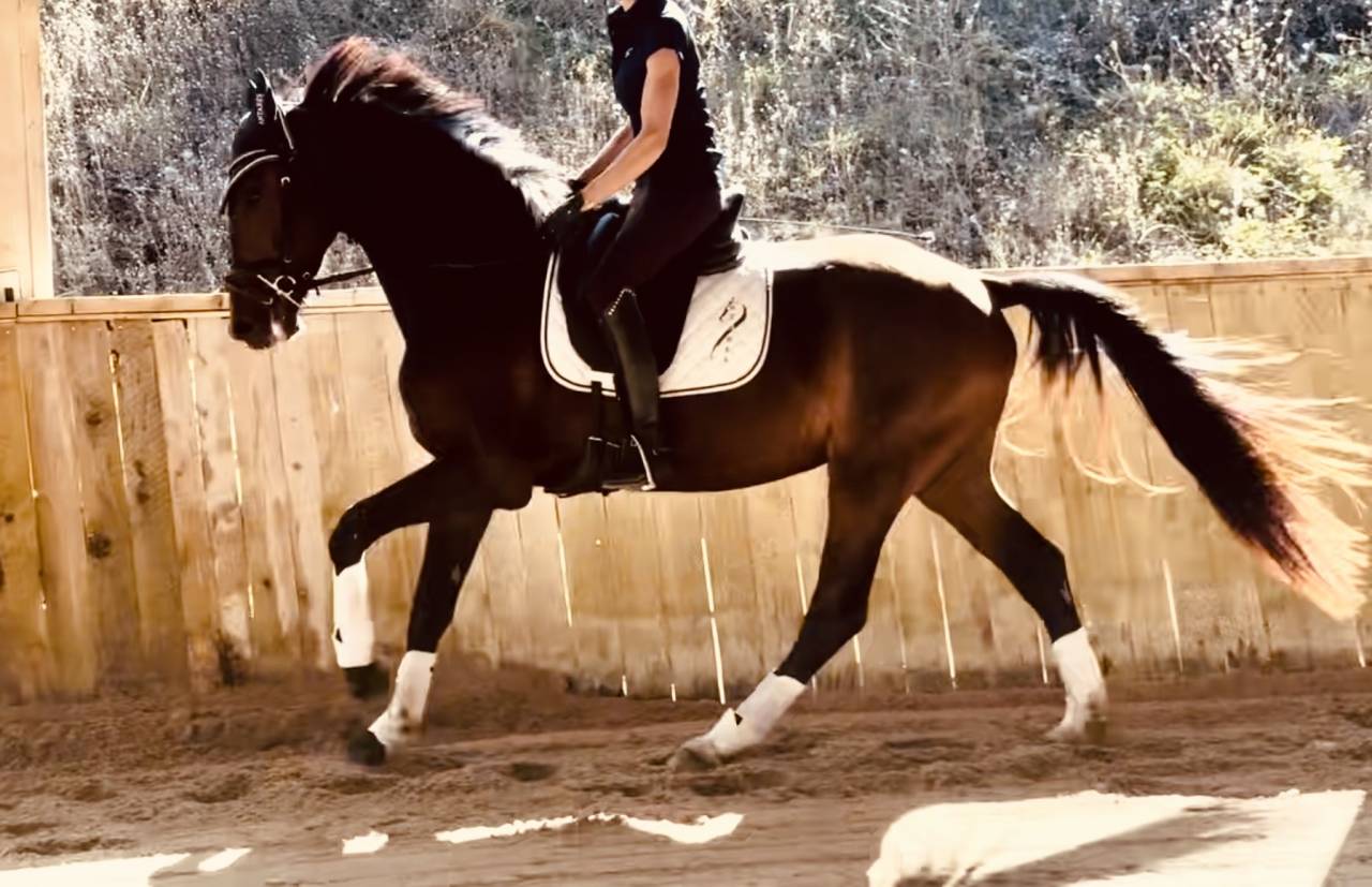 Gelding KWPN Dutch Warmblood For sale 2023 Dark Bay