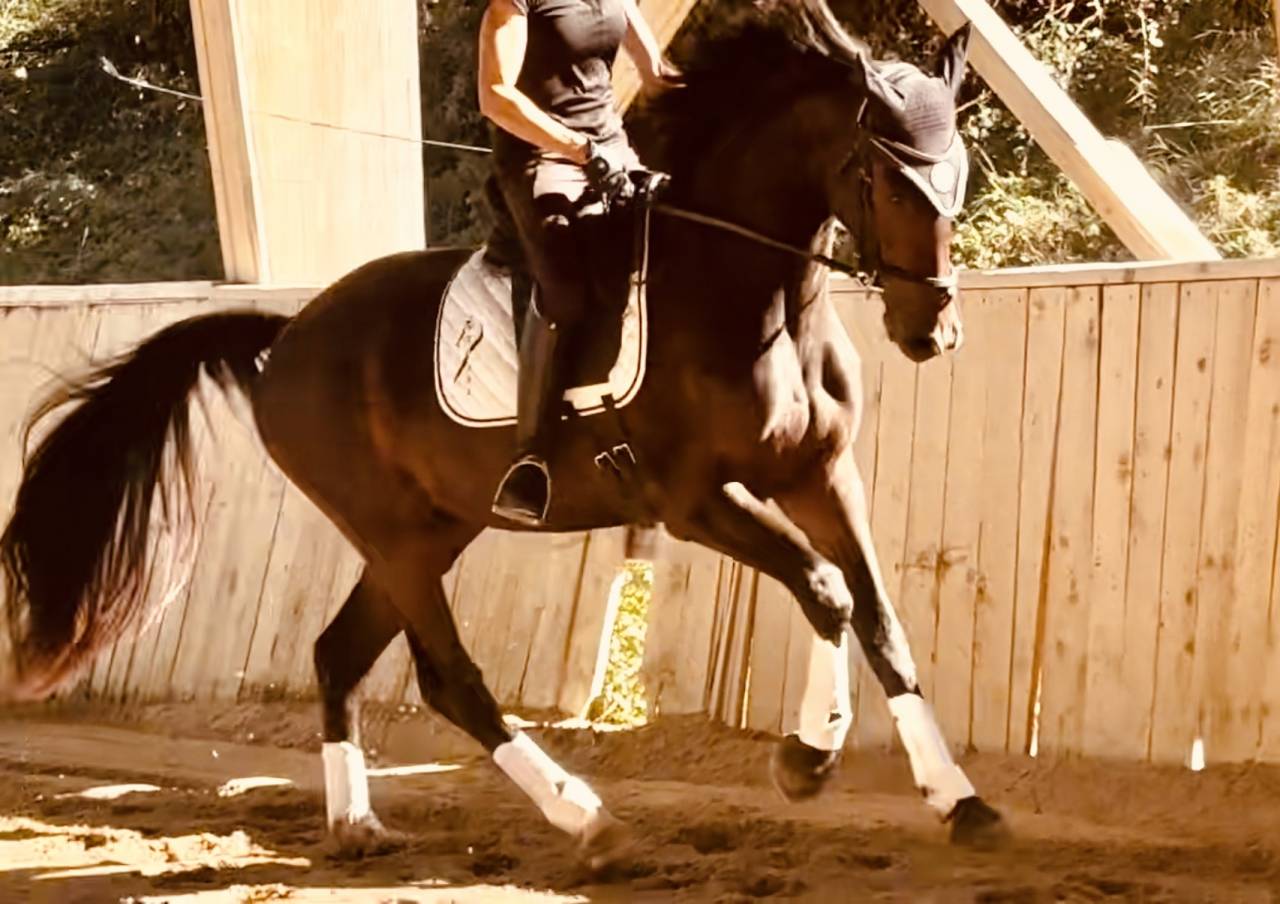 Gelding KWPN Dutch Warmblood For sale 2023 Dark Bay