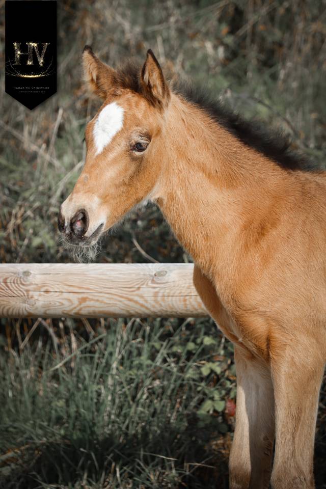 Filly KWPN Dutch Warmblood For sale 2026 Buckskin