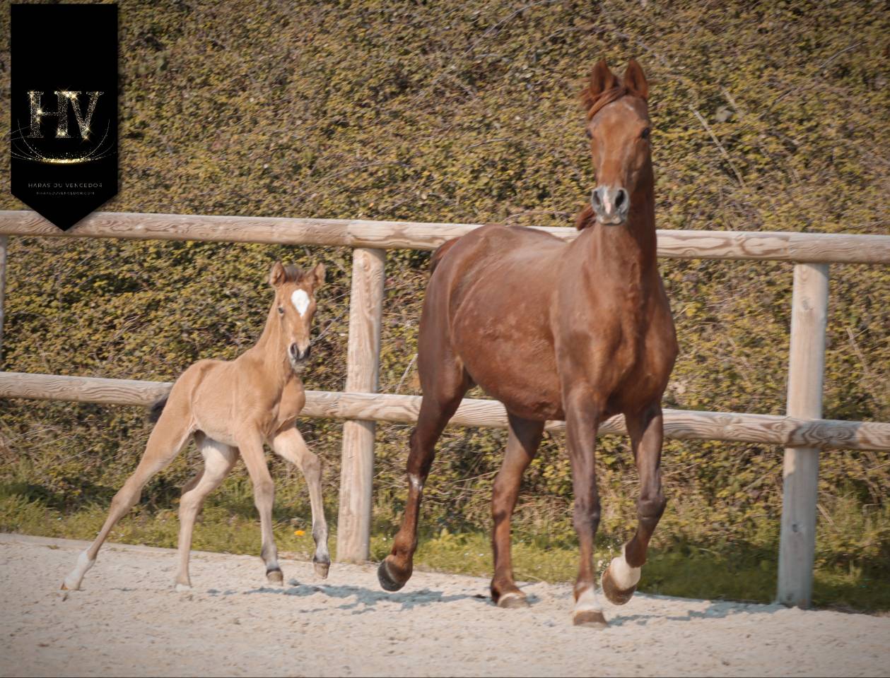 Filly KWPN Dutch Warmblood For sale 2026 Buckskin