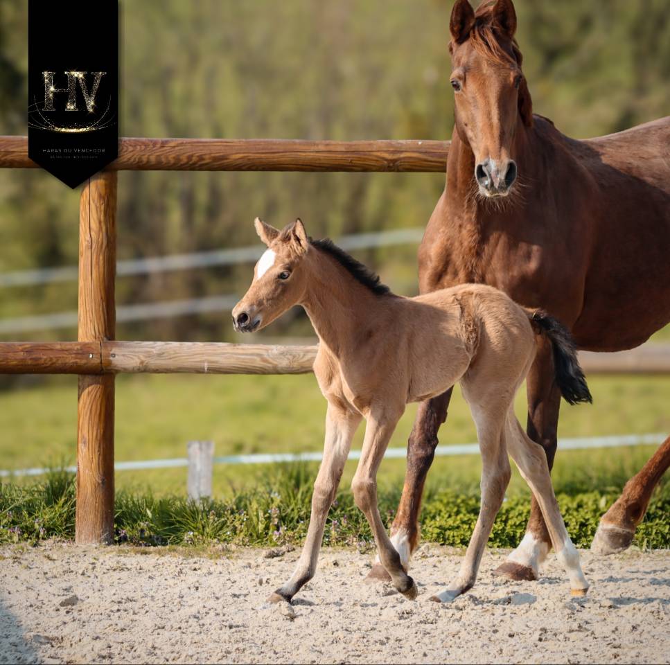 Filly KWPN Dutch Warmblood For sale 2026 Buckskin