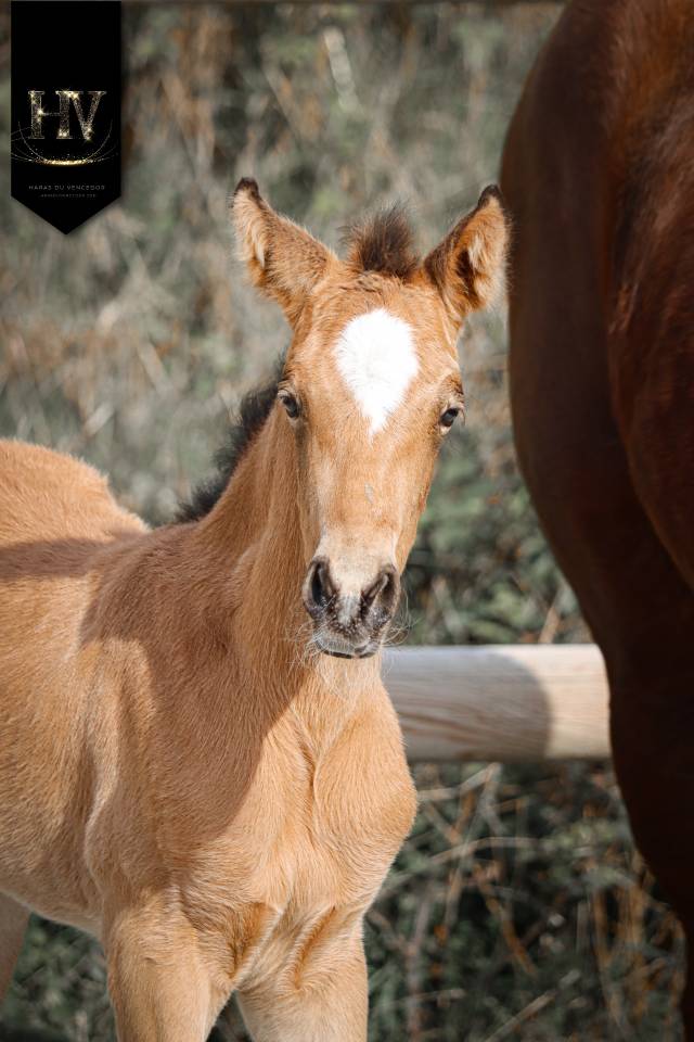 Filly KWPN Dutch Warmblood For sale 2026 Buckskin