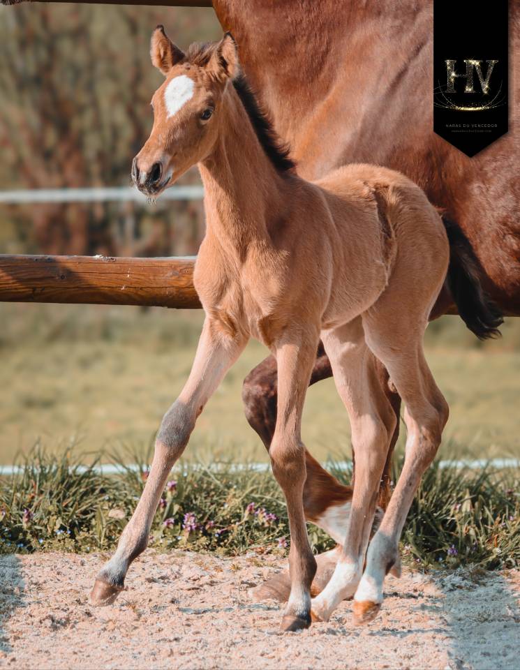 Filly KWPN Dutch Warmblood For sale 2026 Buckskin