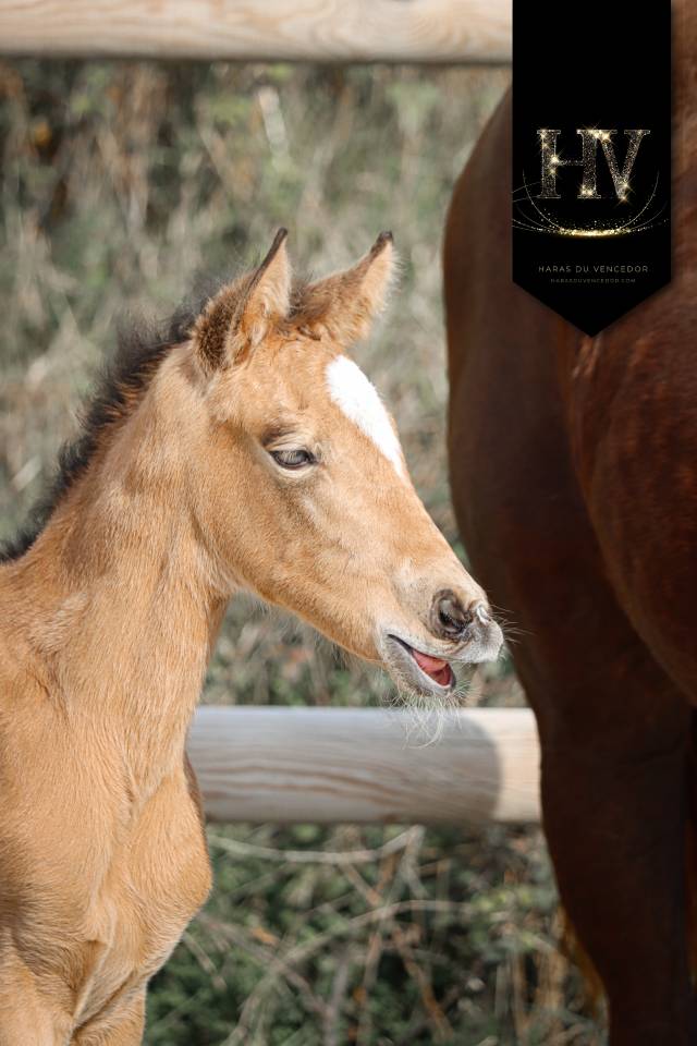 Filly KWPN Dutch Warmblood For sale 2026 Buckskin