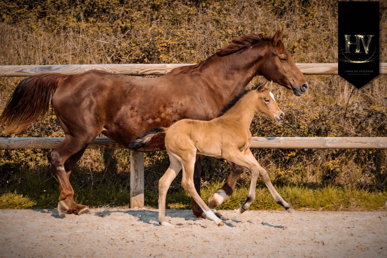 Filly KWPN Dutch Warmblood For sale 2026 Buckskin