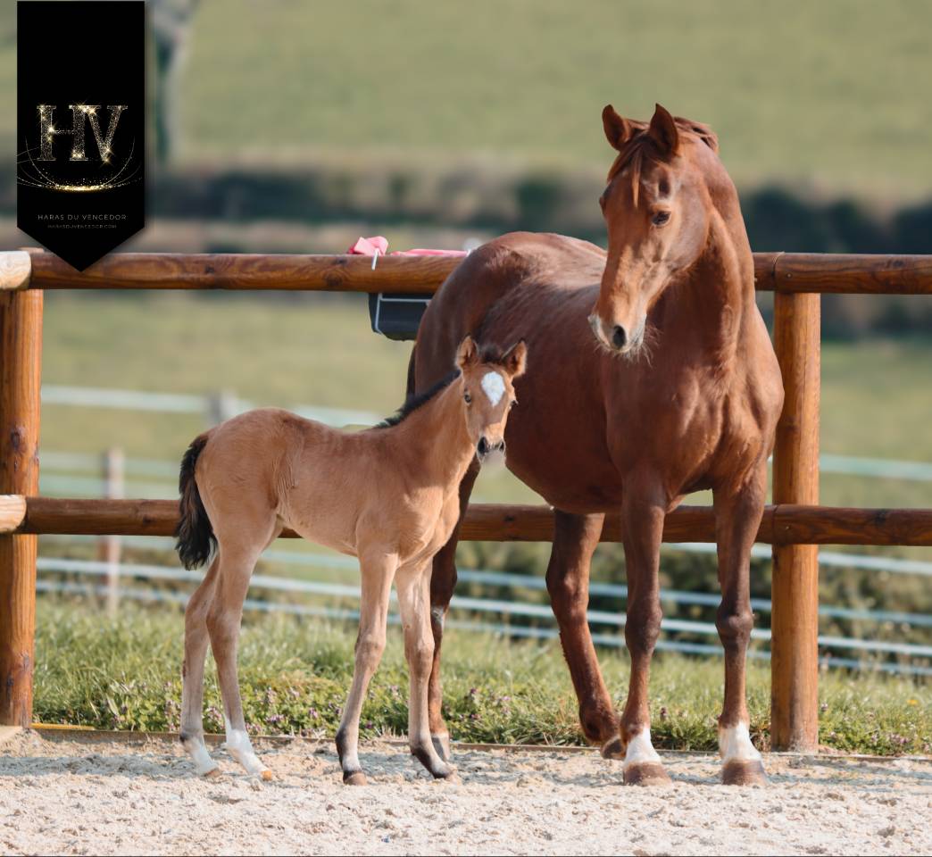 Filly KWPN Dutch Warmblood For sale 2026 Buckskin