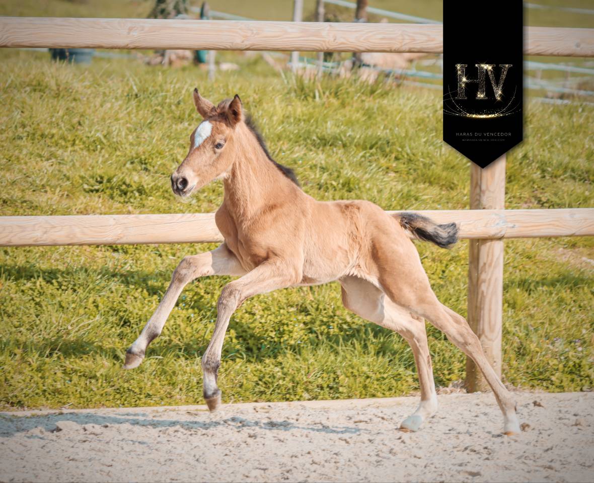 Filly KWPN Dutch Warmblood For sale 2026 Buckskin
