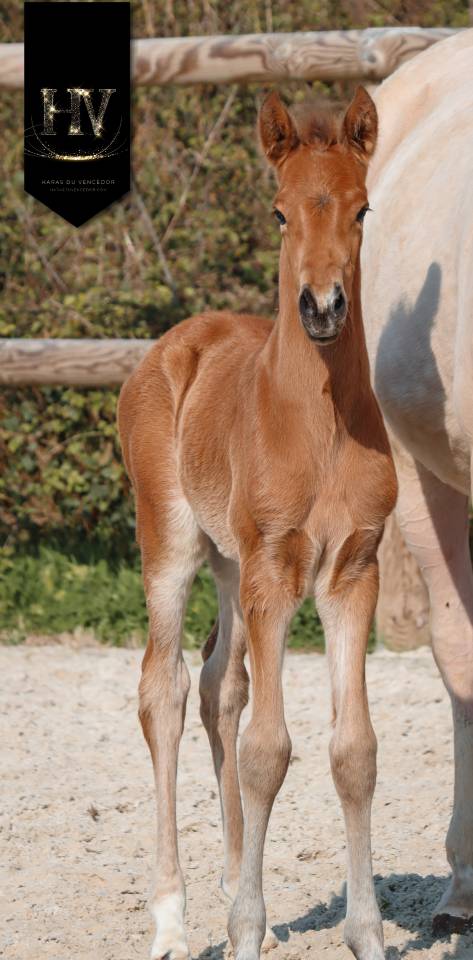 Colt Lusitano For sale 2026 Buckskin
