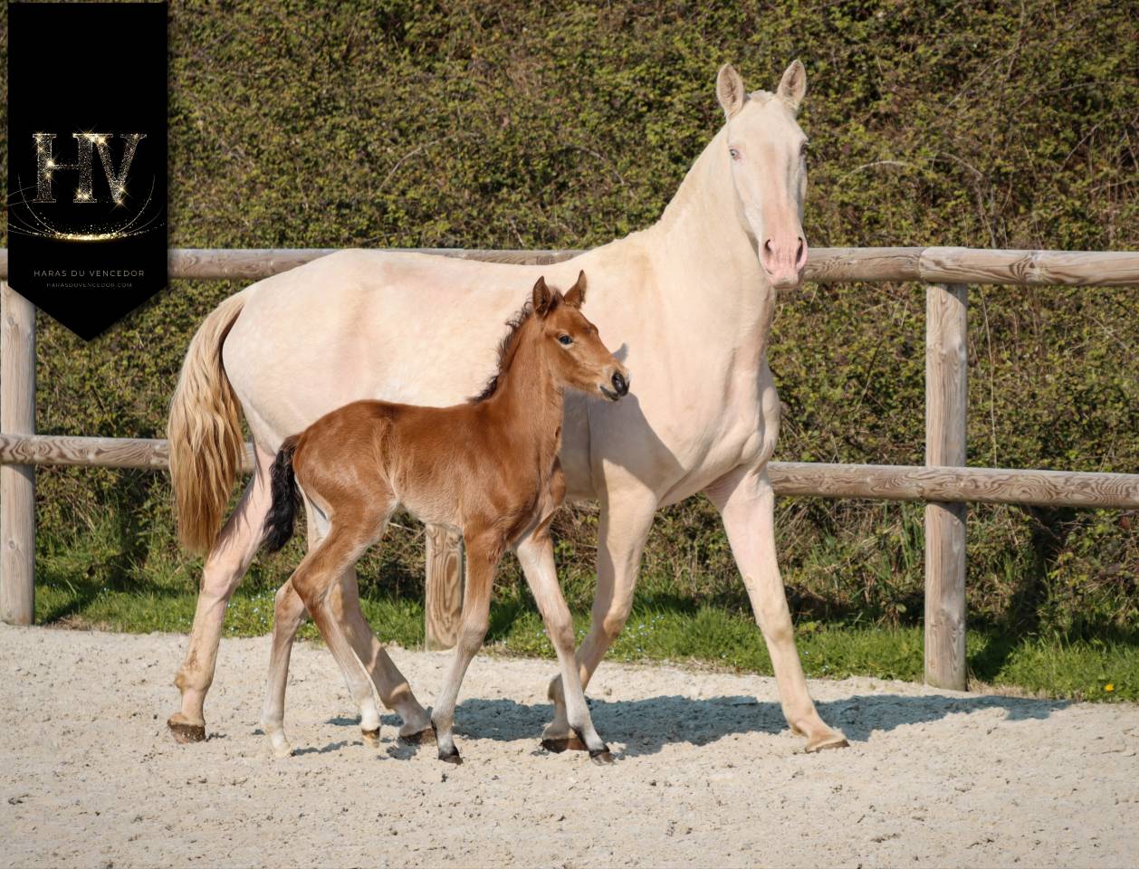 Colt Lusitano For sale 2026 Buckskin