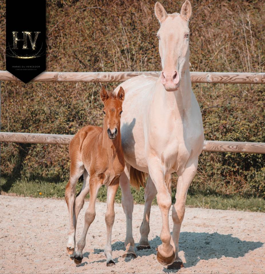 Colt Lusitano For sale 2026 Buckskin