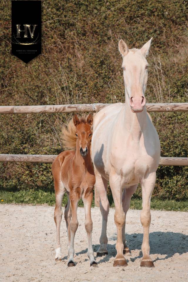 Colt Lusitano For sale 2026 Buckskin