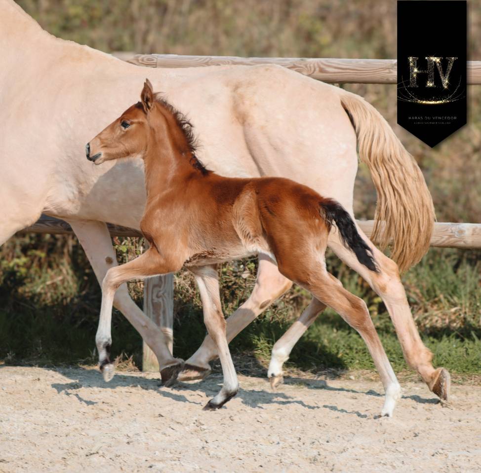 Colt Lusitano For sale 2026 Buckskin