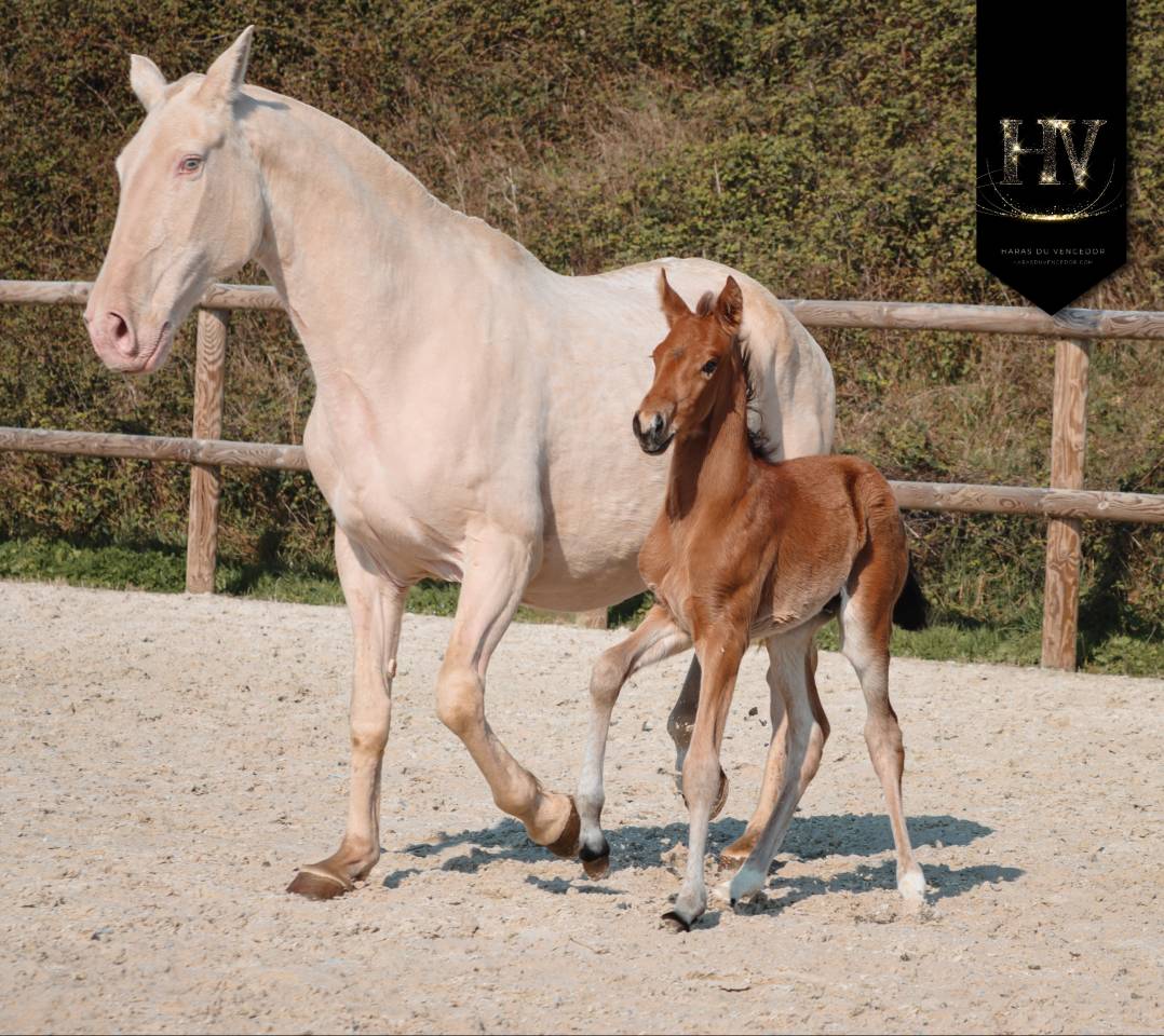 Colt Lusitano For sale 2026 Buckskin