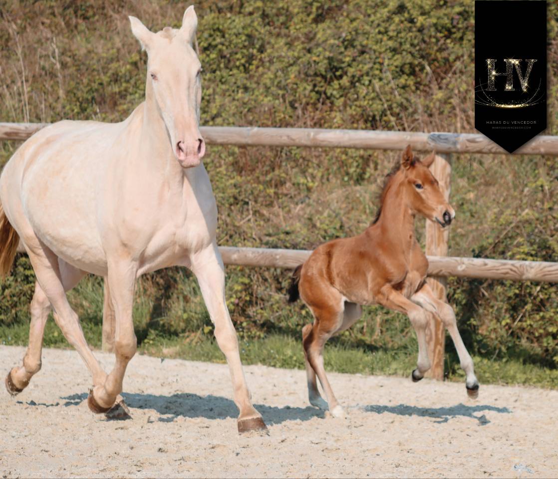Colt Lusitano For sale 2026 Buckskin