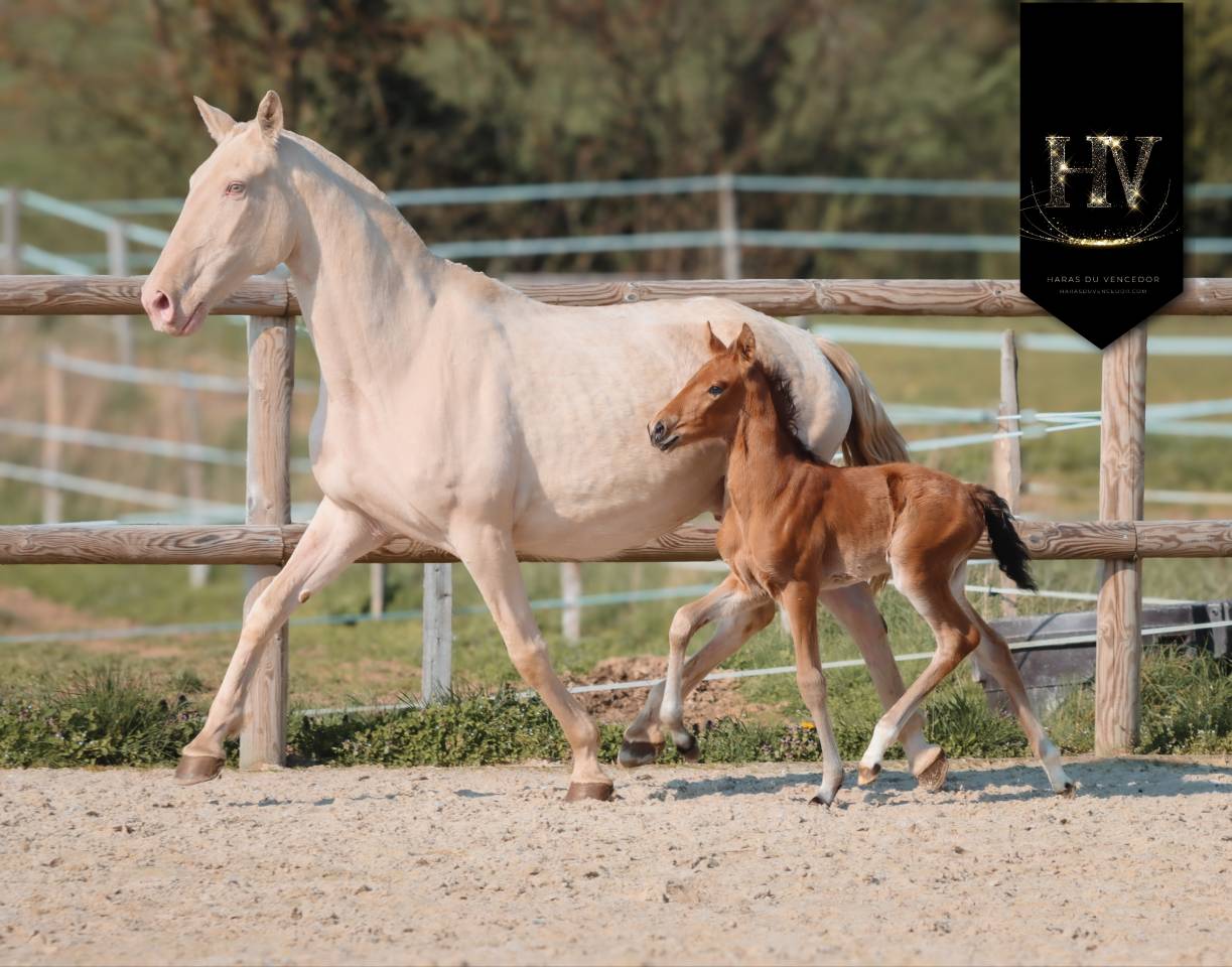 Colt Lusitano For sale 2026 Buckskin
