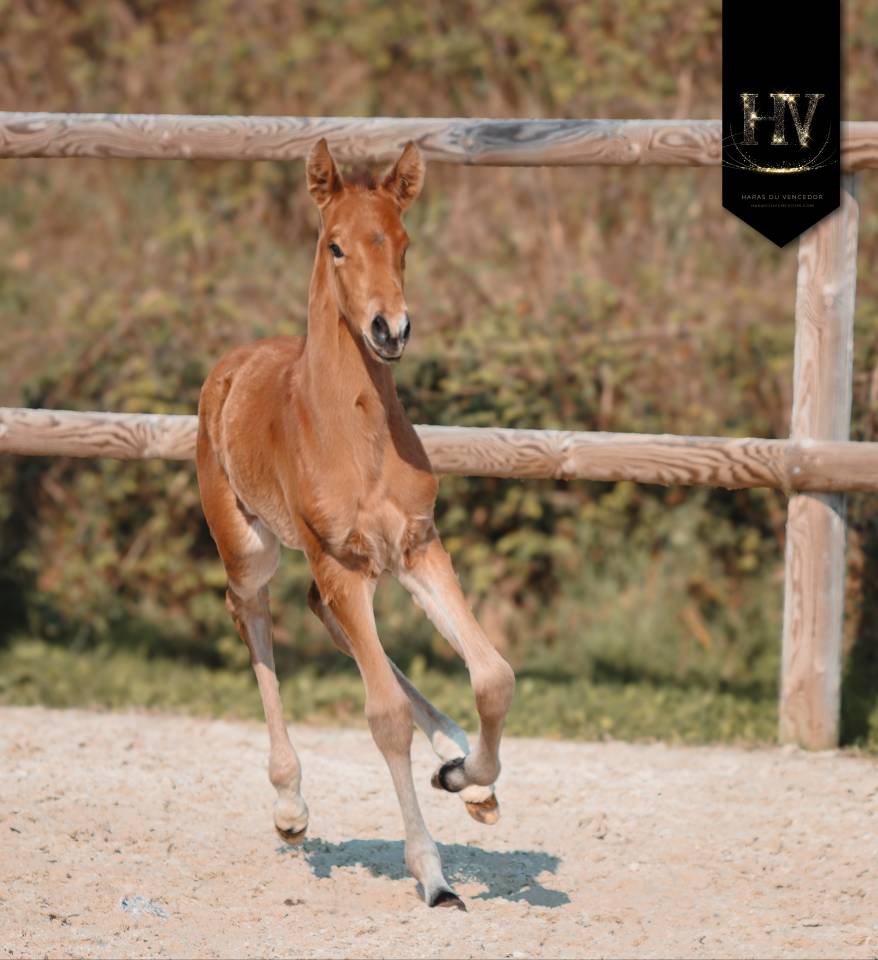 Colt Lusitano For sale 2026 Buckskin