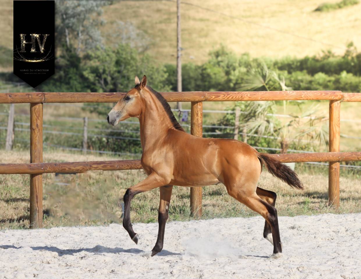 Colt Lusitano For sale 2026 Buckskin