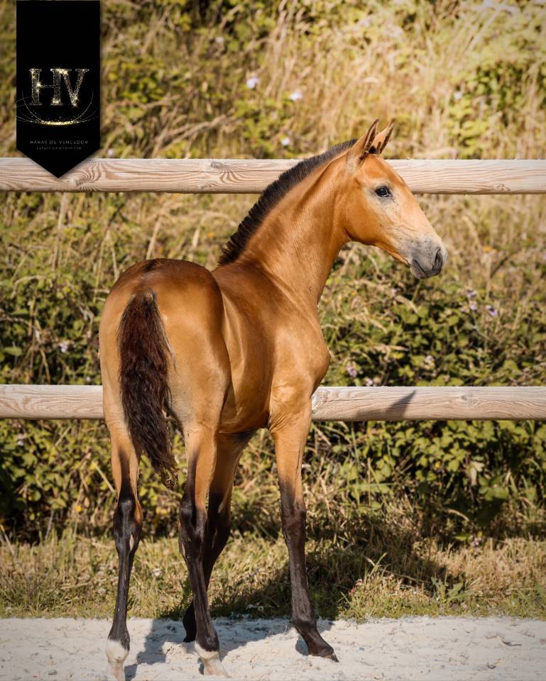 Colt Lusitano For sale 2026 Buckskin