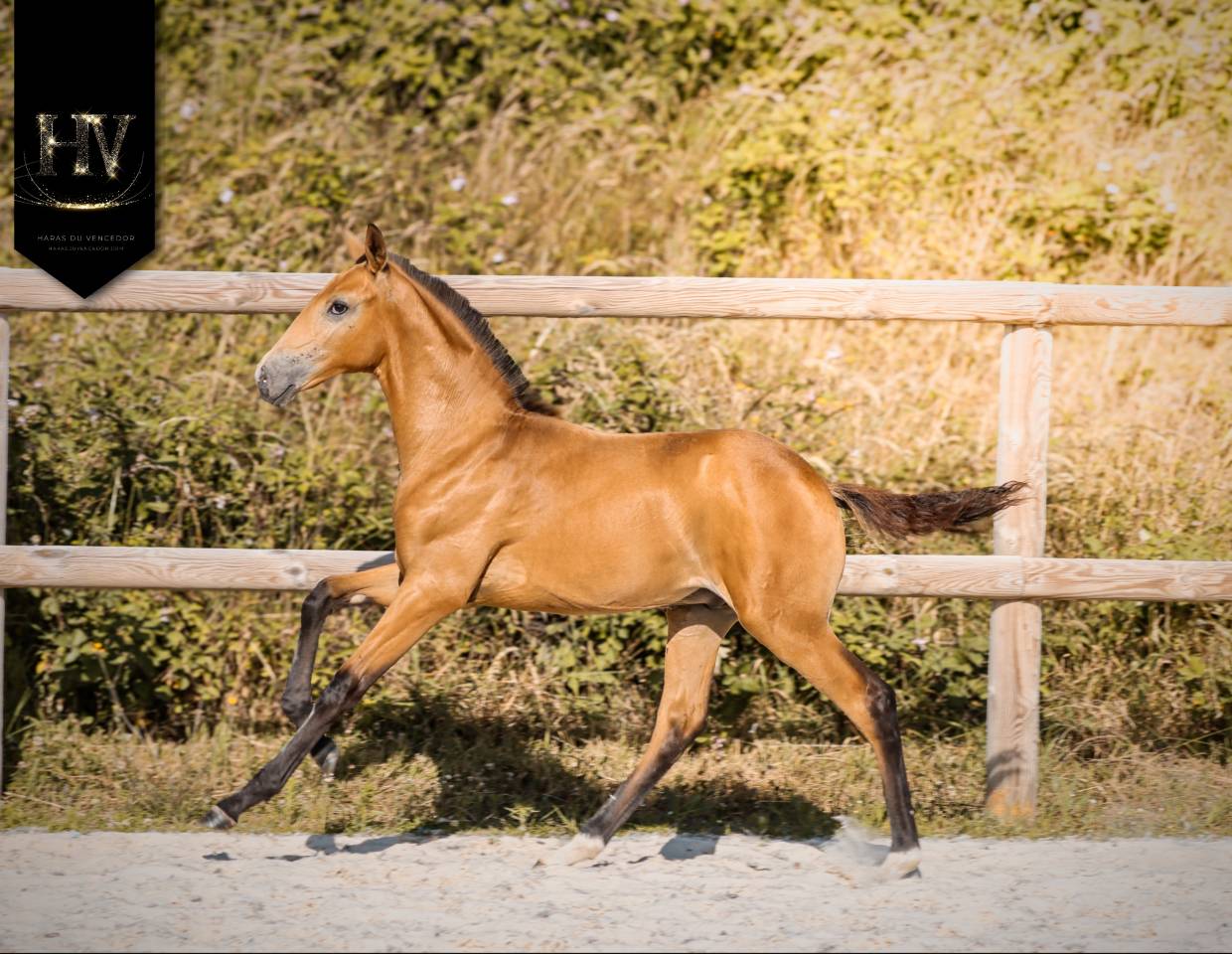 Colt Lusitano For sale 2026 Buckskin