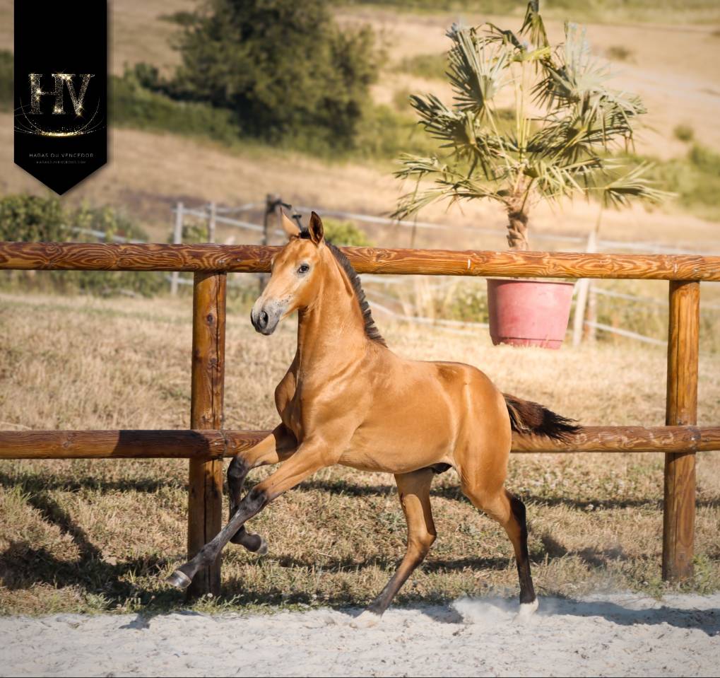 Colt Lusitano For sale 2026 Buckskin