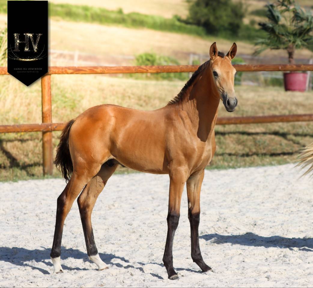 Colt Lusitano For sale 2026 Buckskin
