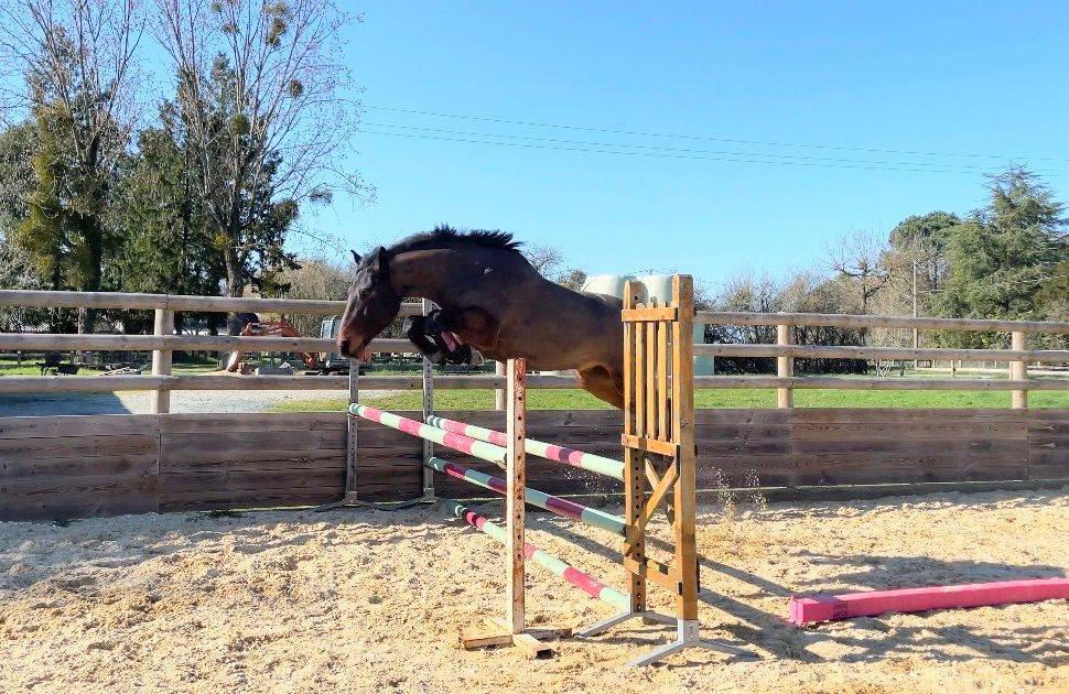 Gelding French Saddle Pony For sale 2022 Dark Bay