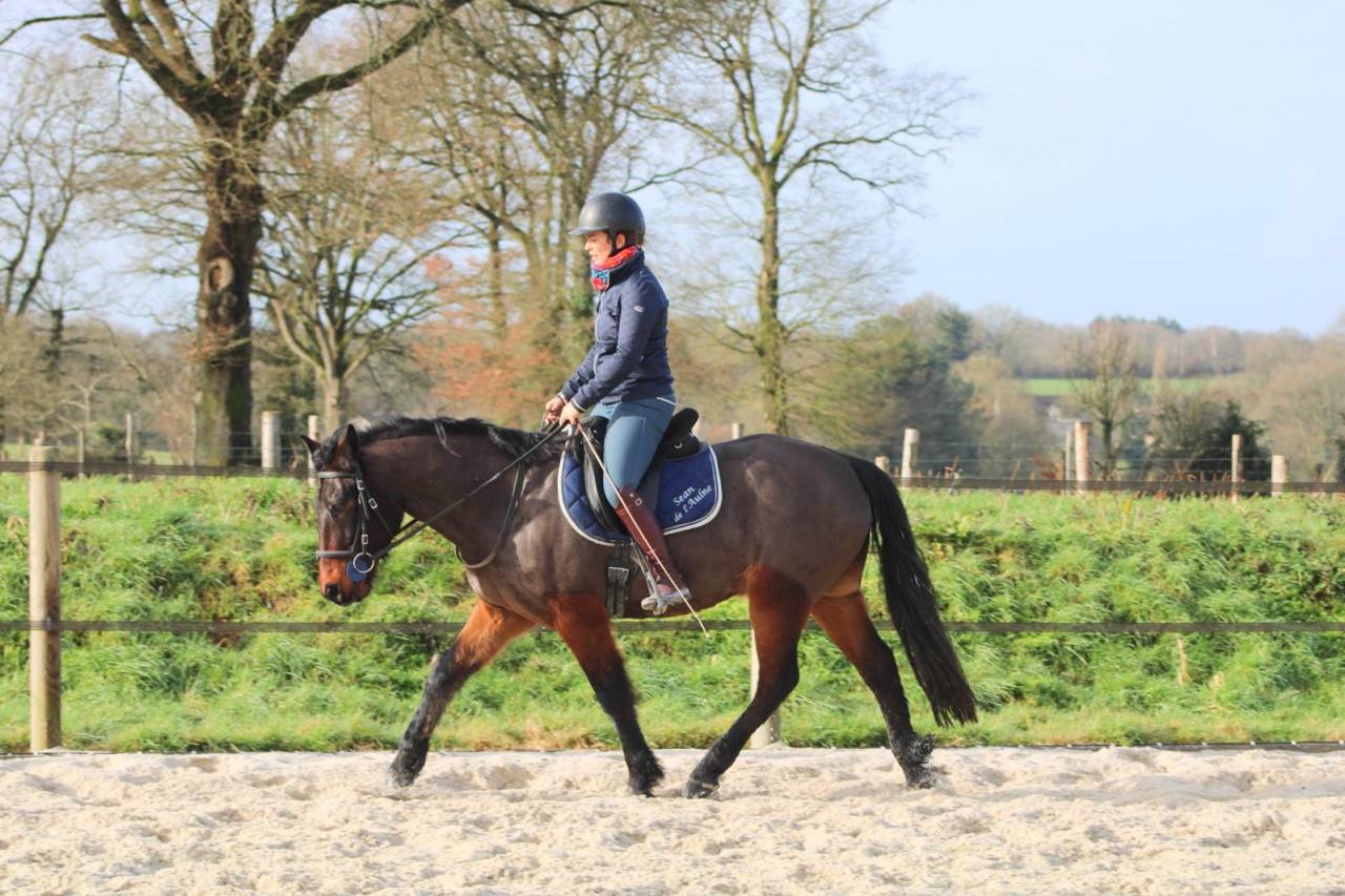 Gelding French Saddle Pony For sale 2022 Dark Bay