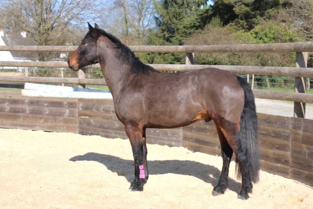 Gelding French Saddle Pony For sale 2022 Dark Bay