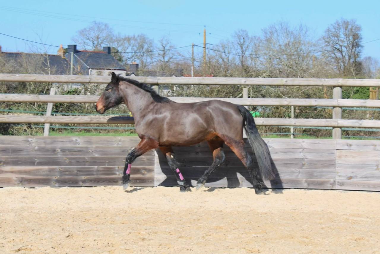 Gelding French Saddle Pony For sale 2022 Dark Bay
