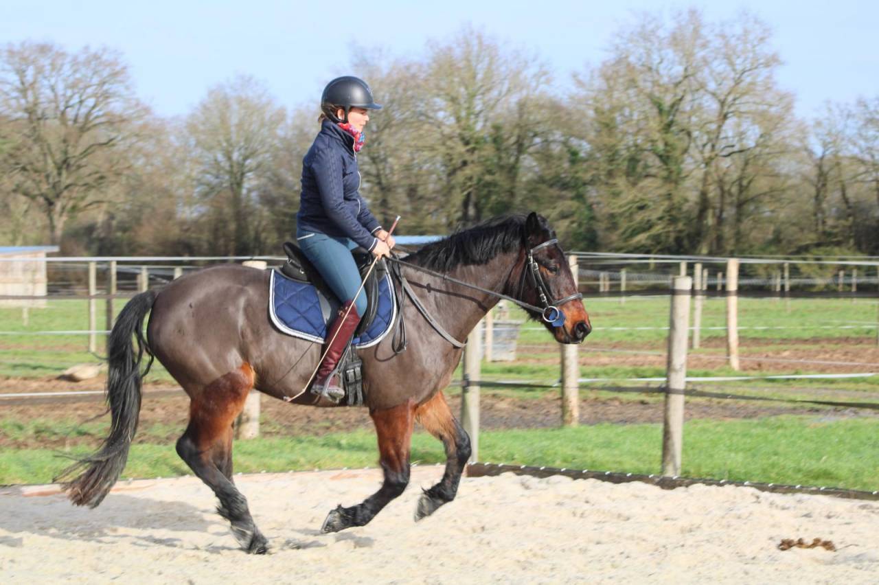 Gelding French Saddle Pony For sale 2022 Dark Bay
