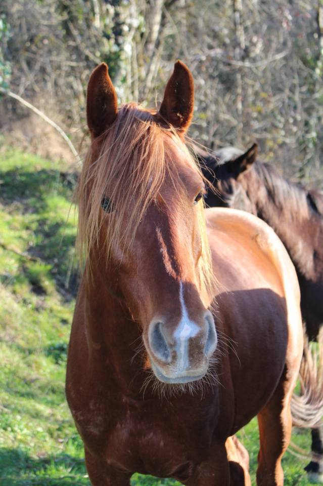 Gelding Arabian Thoroughbred For sale 2020 Chesnut