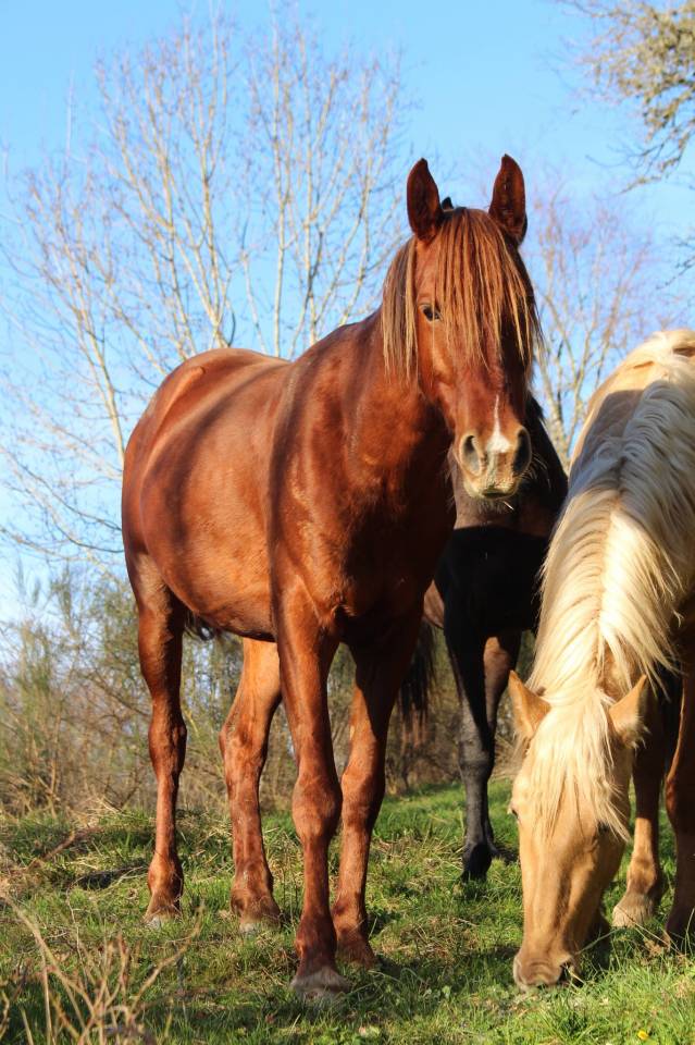 Gelding Arabian Thoroughbred For sale 2020 Chesnut